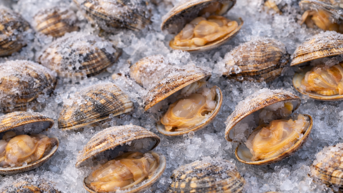 【生冷 殻付きアサリ】業務用バラ凍結・高旨味タイプ