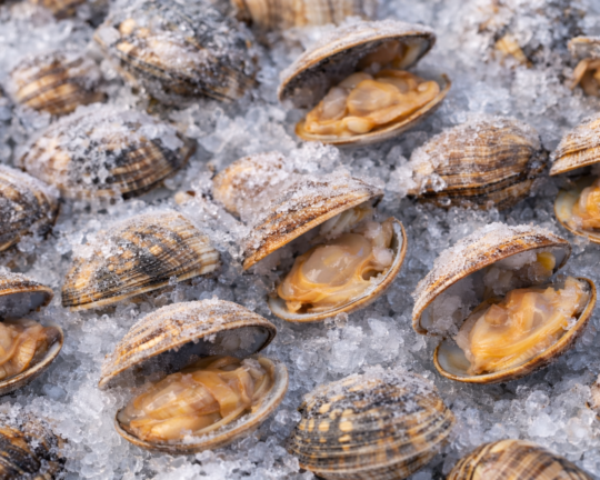 【生冷 殻付きアサリ】業務用バラ凍結・高旨味タイプ