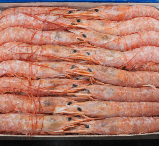 有頭アルゼンチン赤えび